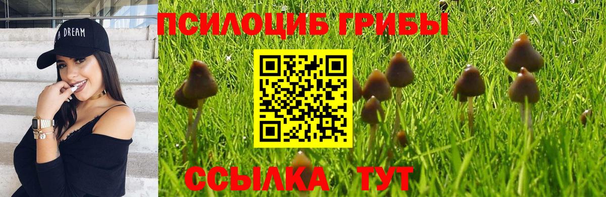 Псилоцибиновые грибы Psilocybe Белебей